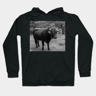 Swiss Cow Hoodie